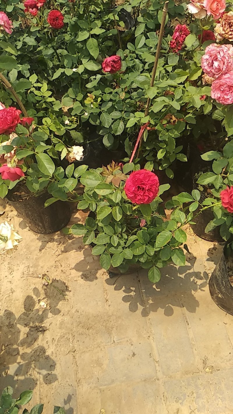 欧月爬藤月季盆栽月季花苗四季开花树桩月季藤本树苗