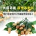 黄皮苗大鸡心嫁接无核黄皮树苗南北方种植盆栽地栽果树苗当年