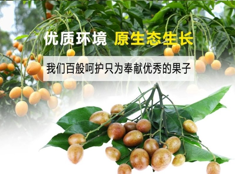 黄皮苗大鸡心嫁接无核黄皮树苗南北方种植盆栽地栽果树苗当年