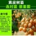 黄皮苗大鸡心嫁接无核黄皮树苗南北方种植盆栽地栽果树苗当年