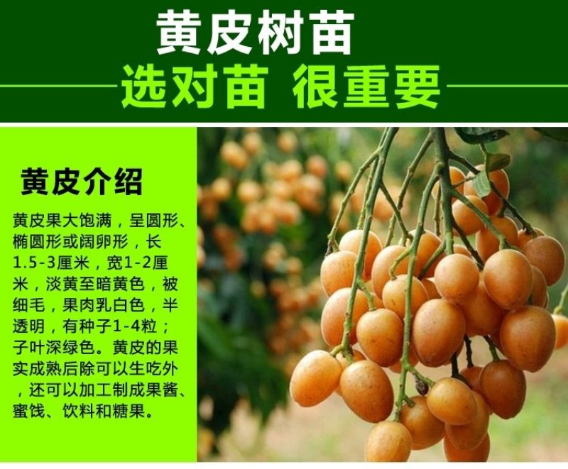 黄皮苗大鸡心嫁接无核黄皮树苗南北方种植盆栽地栽果树苗当年