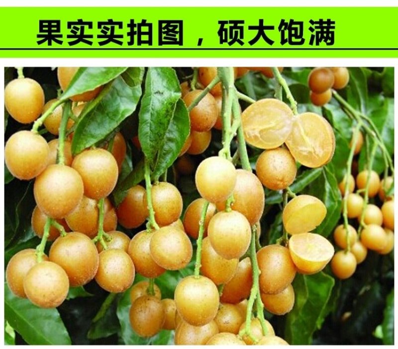 黄皮苗大鸡心嫁接无核黄皮树苗南北方种植盆栽地栽果树苗当年