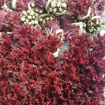 永济本地香椿芽大量上市了，有需要的老板提前联系