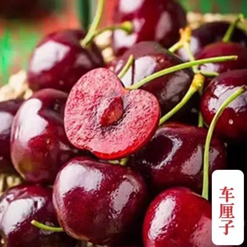 烟台大樱桃树苗美国车厘子苗果树苗南北方盆栽地栽种植樱桃