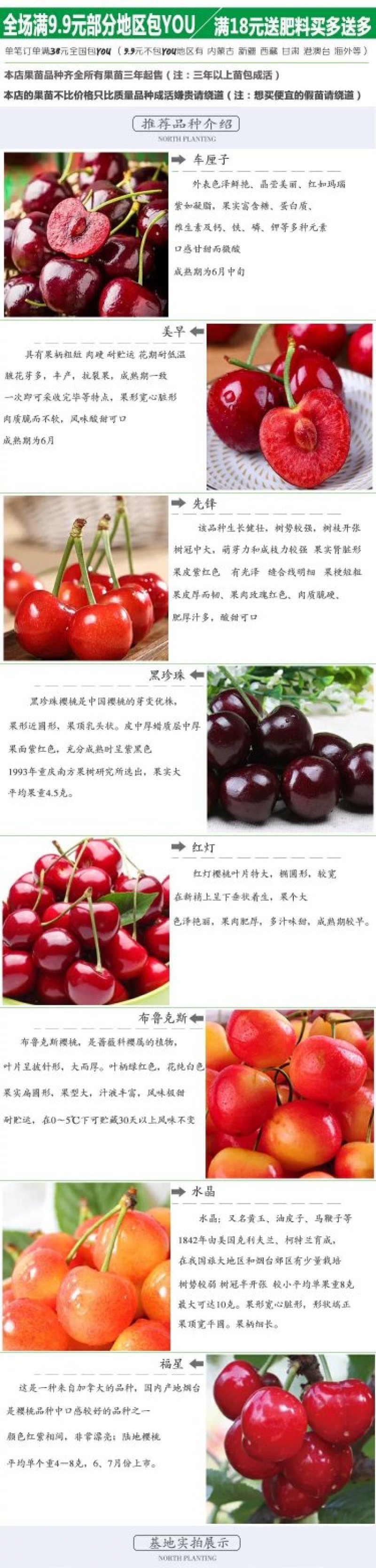 烟台大樱桃树苗美国车厘子苗果树苗南北方盆栽地栽种植樱桃