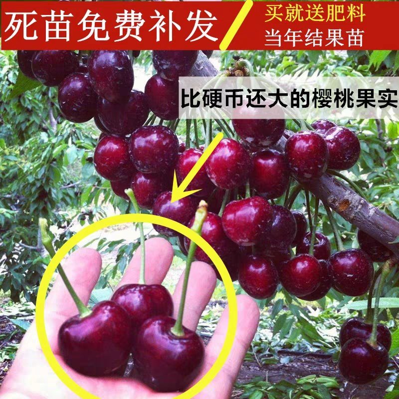 烟台大樱桃树苗美国车厘子苗果树苗南北方盆栽地栽种植樱桃