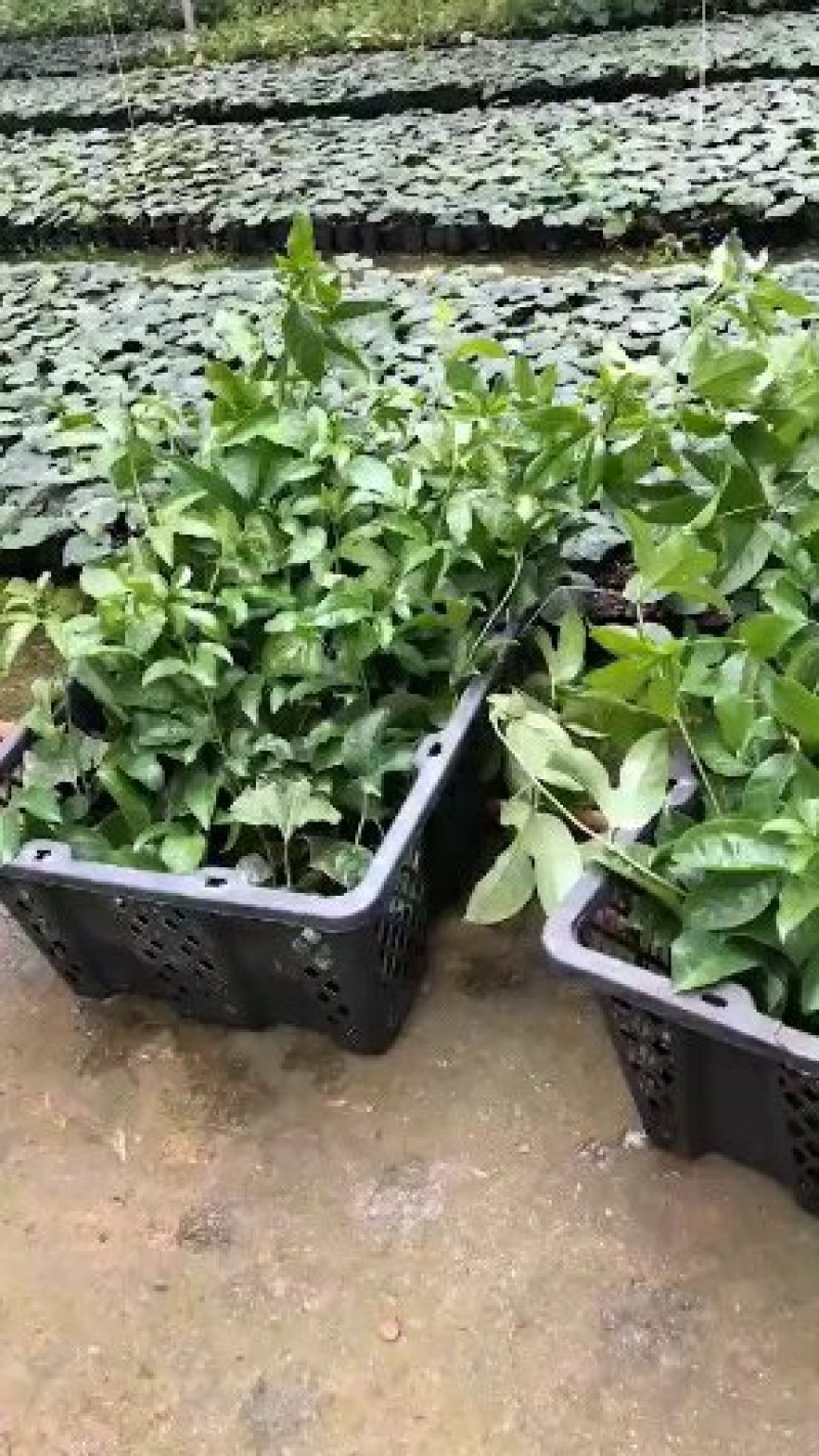 百香果苗台农一号，大量出苗，基地直发全国发货，量大从优