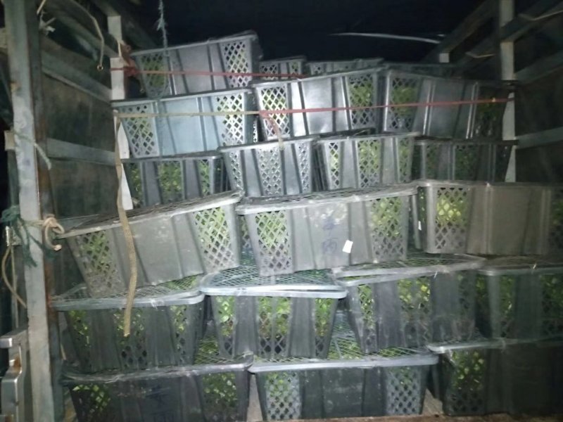百香果苗台农一号，大量出苗，基地直发全国发货，量大从优