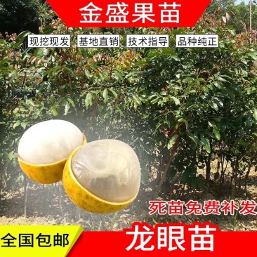 果树苗盆地栽嫁接储良四季龙眼苗桂圆树苗当年结果南北方种植