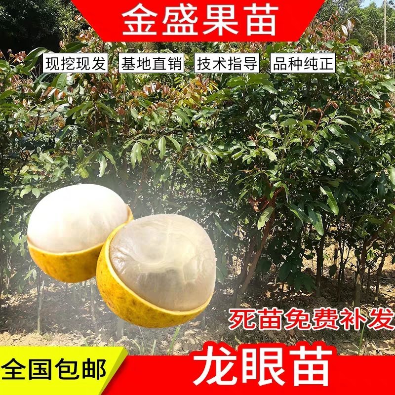 果树苗盆地栽嫁接储良四季龙眼苗桂圆树苗当年结果南北方种植