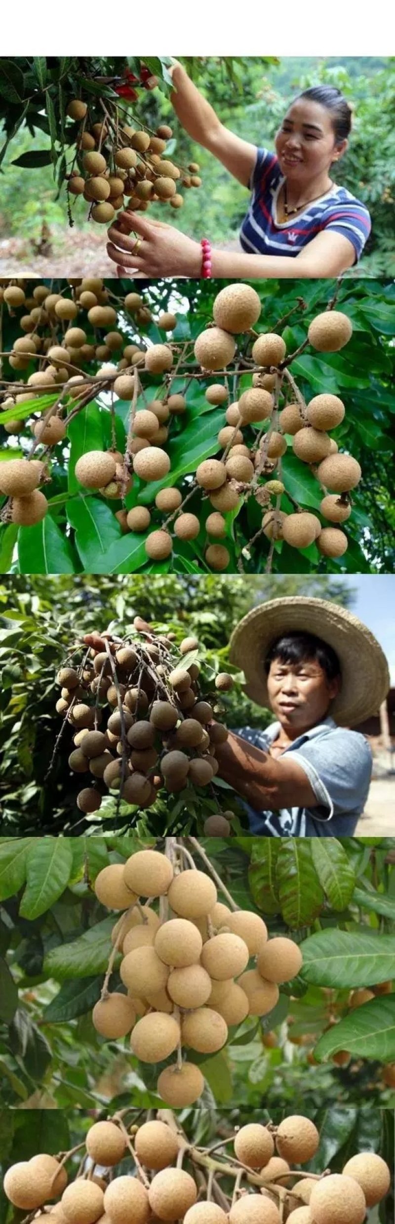果树苗盆地栽嫁接储良四季龙眼苗桂圆树苗当年结果南北方种植
