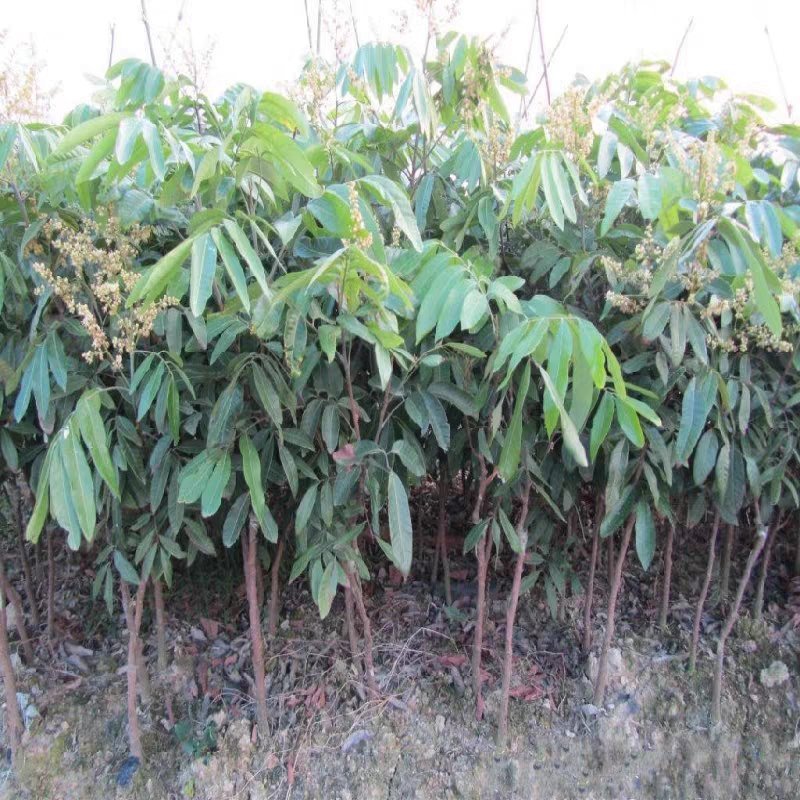 果树苗盆地栽嫁接储良四季龙眼苗桂圆树苗当年结果南北方种植