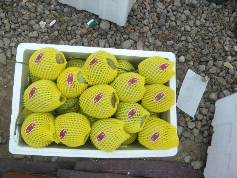 山东潍坊绿宝甜瓜绿宝产地发价格便宜一手货源无中间商差价