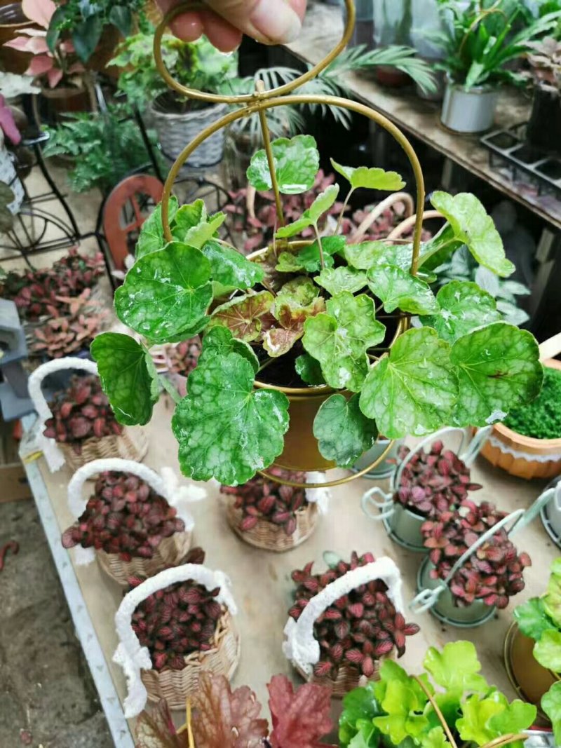 荷兰菊