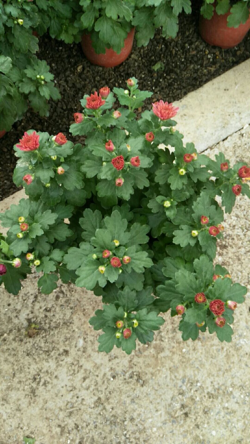 荷兰菊