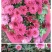 荷兰菊