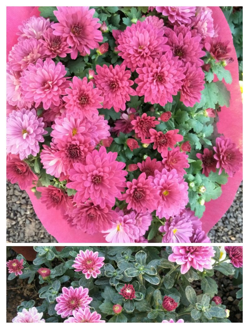 荷兰菊