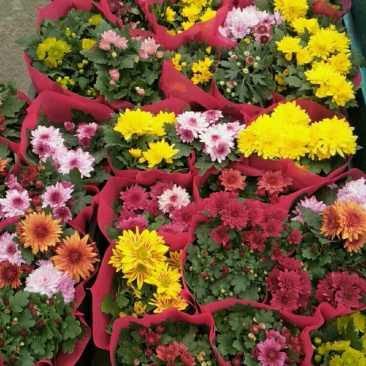 荷兰菊