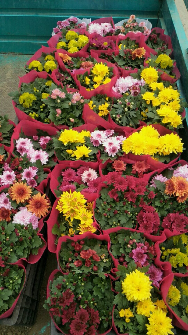 荷兰菊