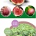 紫色无花果树苗当年结果特大庭院盆栽南方四季结果矮生小