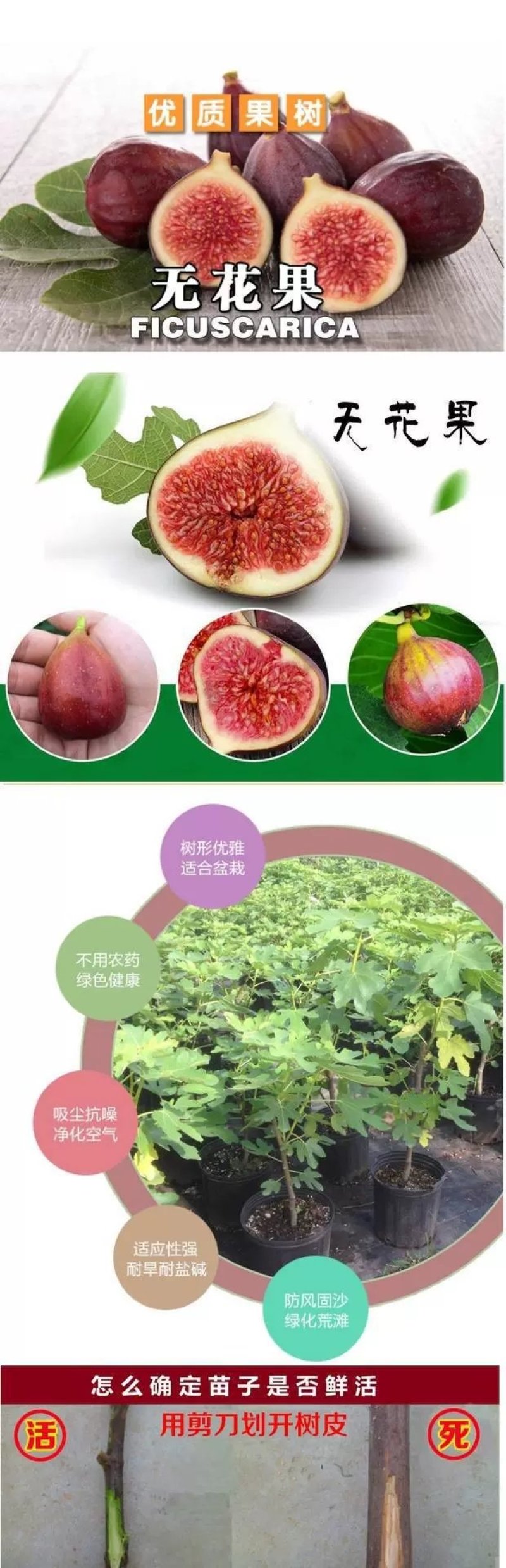 紫色无花果树苗当年结果特大庭院盆栽南方四季结果矮生小