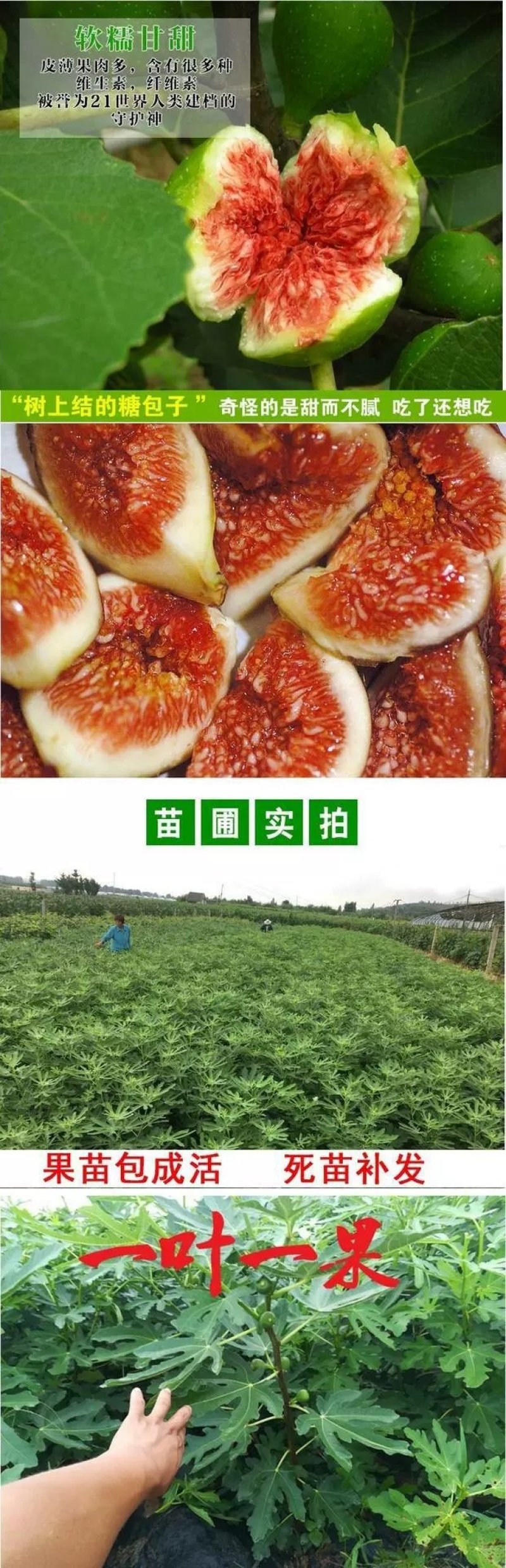 紫色无花果树苗当年结果特大庭院盆栽南方四季结果矮生小