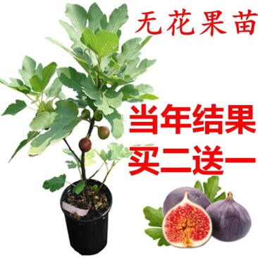 紫色无花果树苗当年结果特大庭院盆栽南方四季结果矮生小