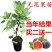 紫色无花果树苗当年结果特大庭院盆栽南方四季结果矮生小