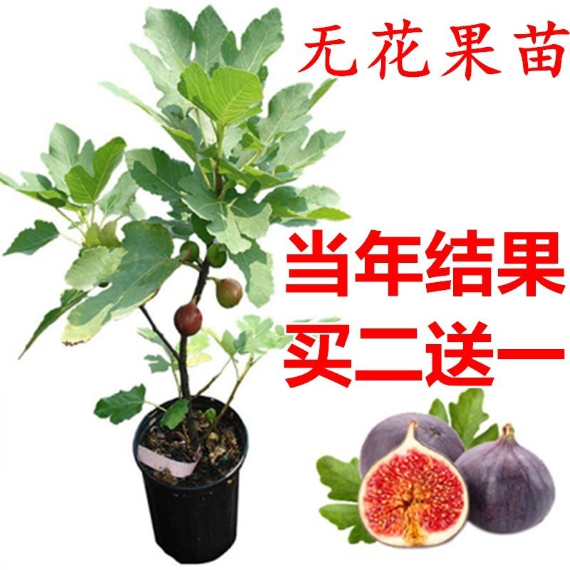 紫色无花果树苗当年结果特大庭院盆栽南方四季结果矮生小