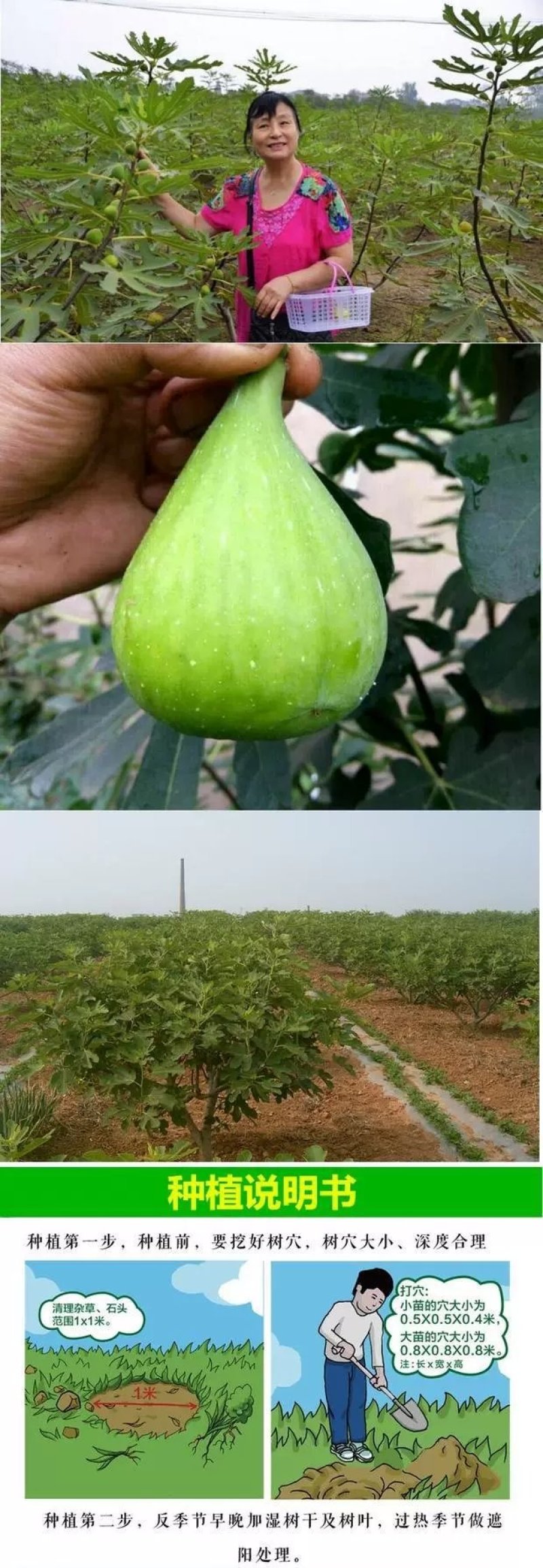 紫色无花果树苗当年结果特大庭院盆栽南方四季结果矮生小