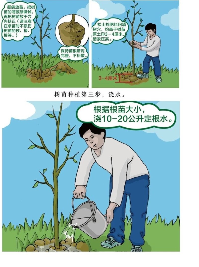 紫色无花果树苗当年结果特大庭院盆栽南方四季结果矮生小