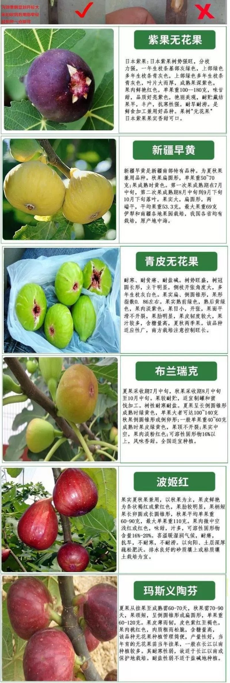 紫色无花果树苗当年结果特大庭院盆栽南方四季结果矮生小