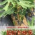紫色无花果树苗当年结果特大庭院盆栽南方四季结果矮生小