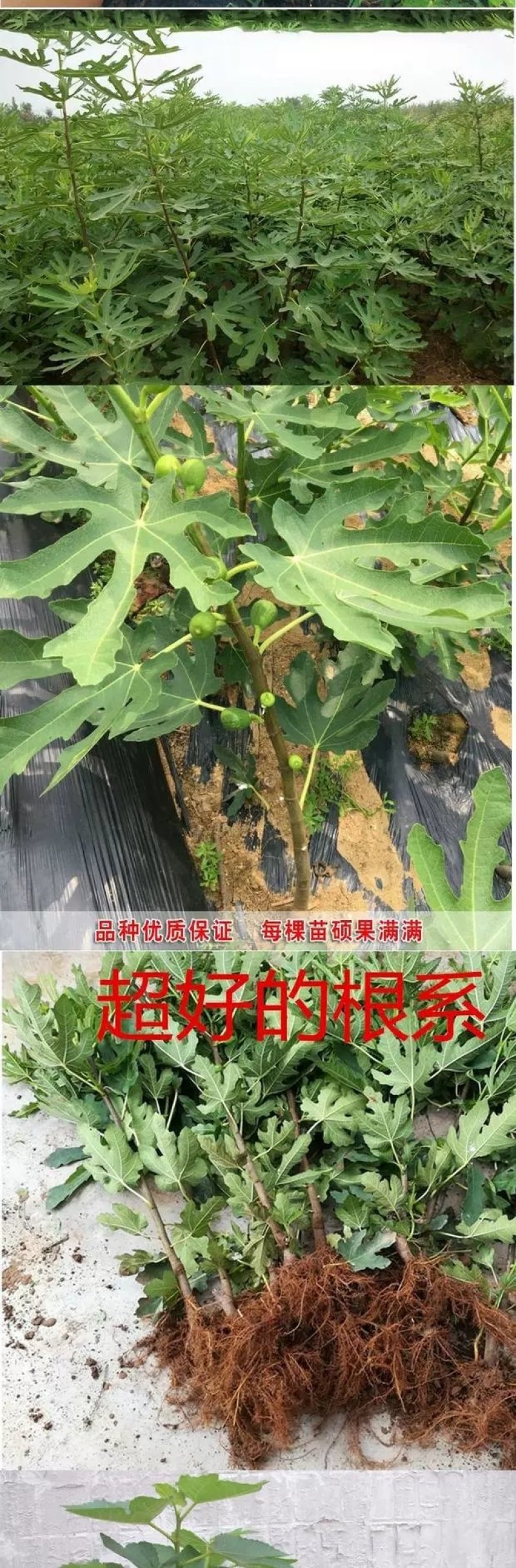 紫色无花果树苗当年结果特大庭院盆栽南方四季结果矮生小