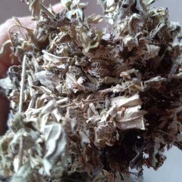 艾叶全棵切片头茬艾前期货欢迎釆购！！！一手货源