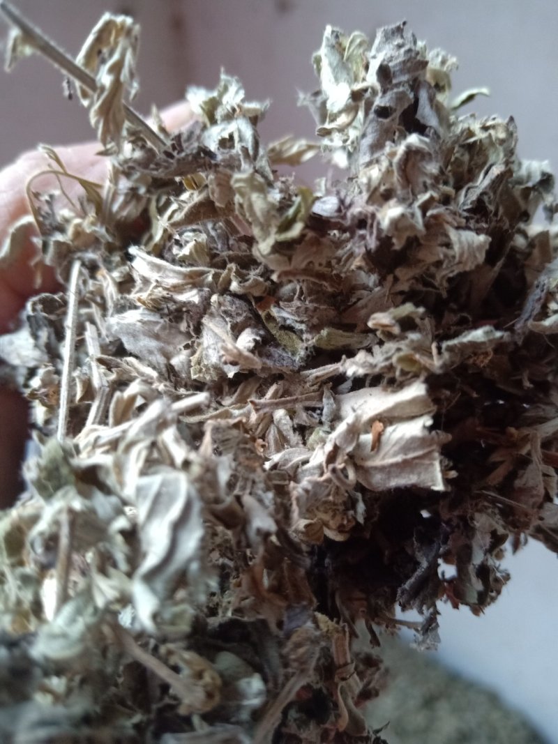 艾叶全棵切片头茬艾前期货欢迎釆购！！！一手货源