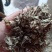 艾叶全棵切片头茬艾前期货欢迎釆购！！！一手货源