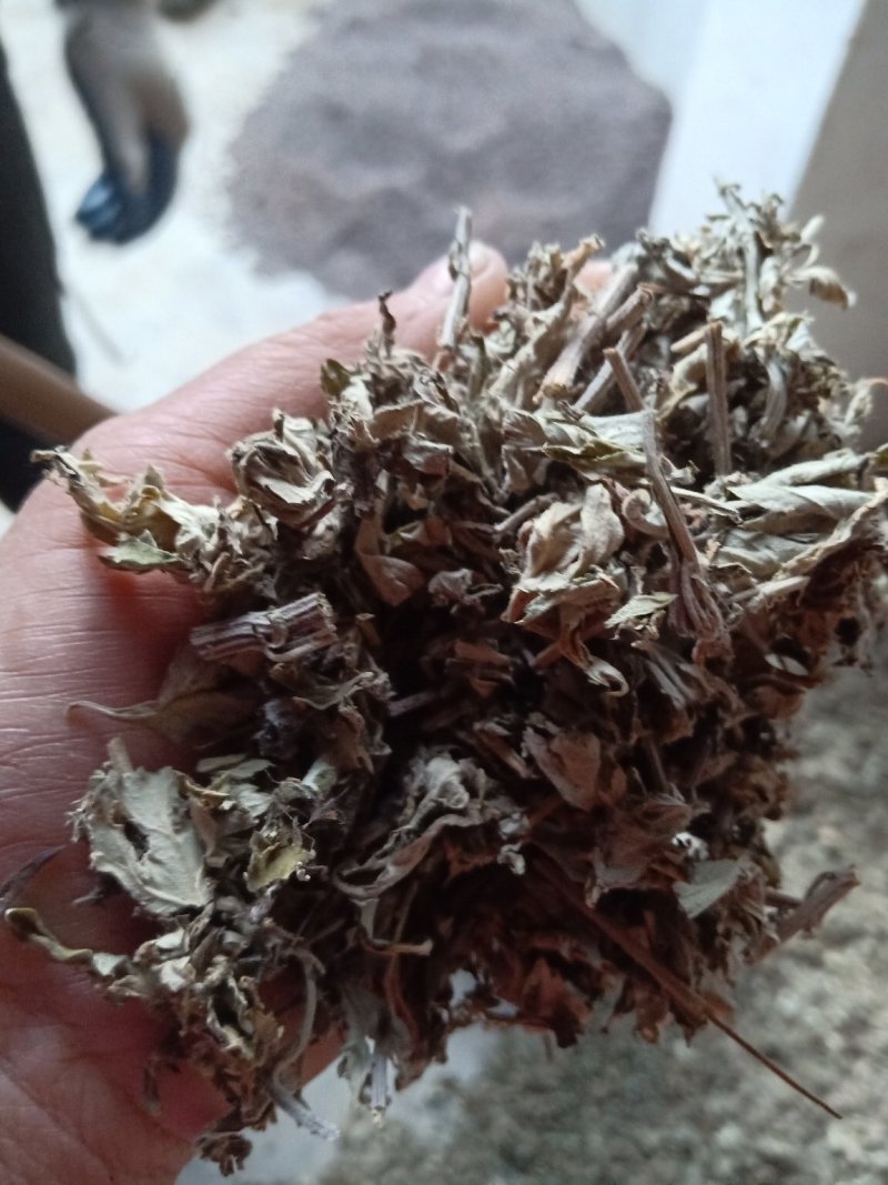 艾叶全棵切片头茬艾前期货欢迎釆购！！！一手货源