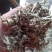 艾叶全棵切片头茬艾前期货欢迎釆购！！！一手货源