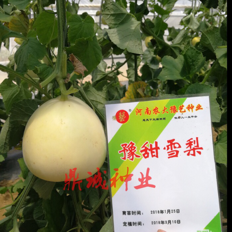 豫艺豫甜雪梨甜瓜种子早熟雪白薄皮细脆爽口