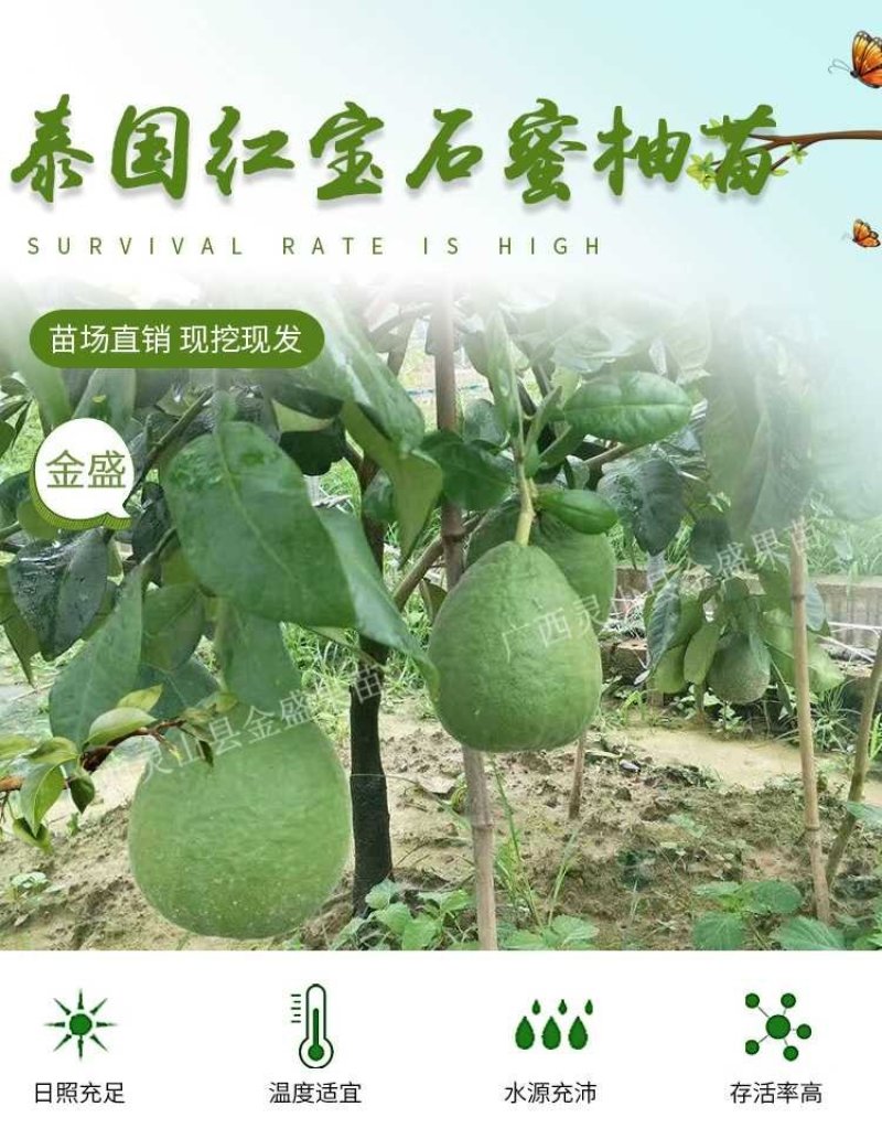 福建三红蜜柚树苗红肉密柚苗管溪平和三红柚子苗红心蜜柚苗嫁