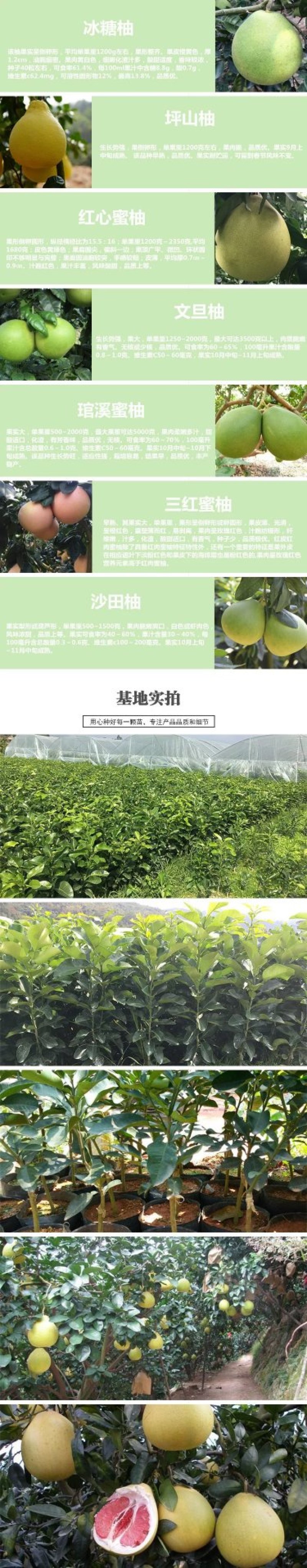 福建三红蜜柚树苗红肉密柚苗管溪平和三红柚子苗红心蜜柚苗嫁