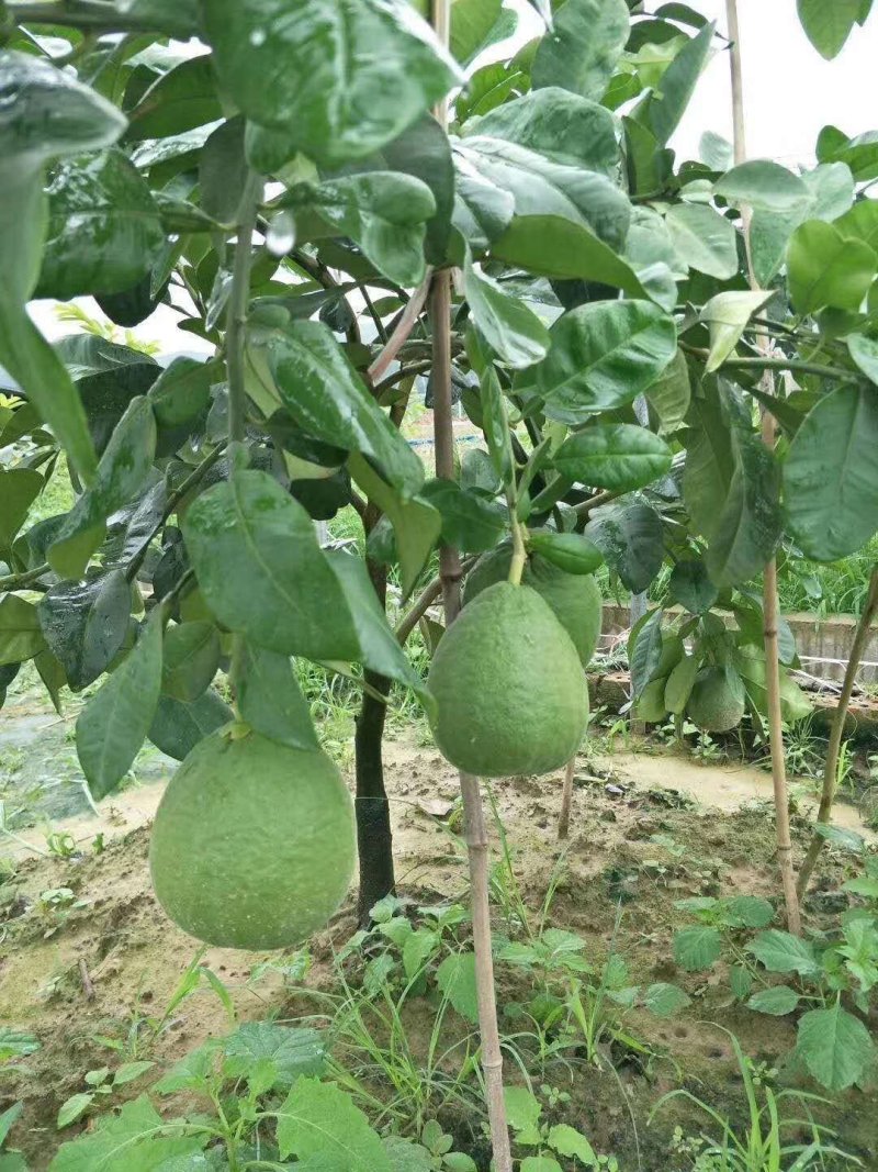 福建三红蜜柚树苗红肉密柚苗管溪平和三红柚子苗红心蜜柚苗嫁