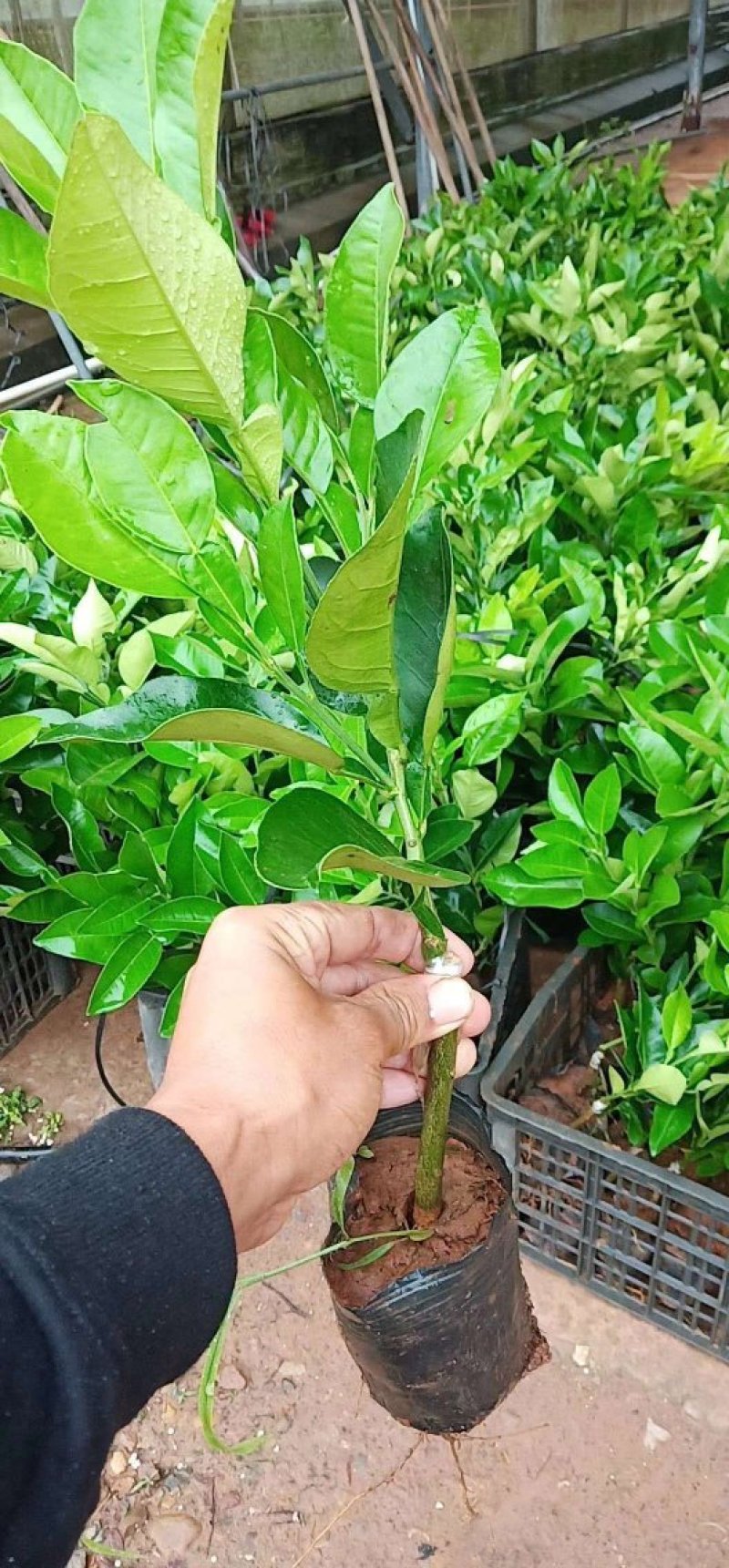 福建三红蜜柚树苗红肉密柚苗管溪平和三红柚子苗红心蜜柚苗嫁