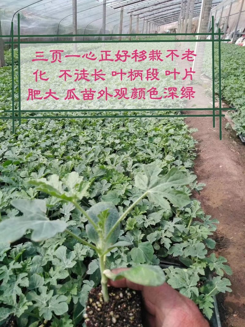 嫁接西瓜苗苗厂直供价格优惠甜王美都