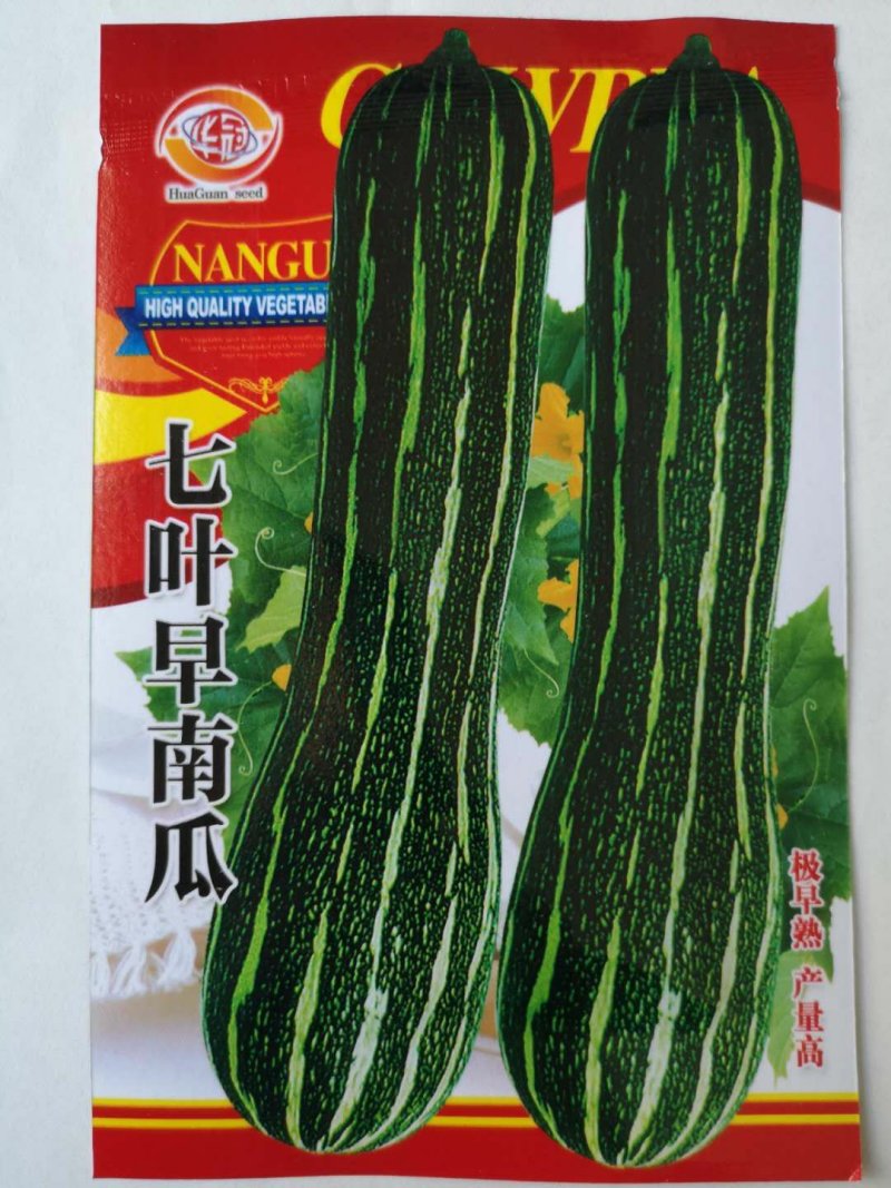 早熟七叶早南瓜种子叶叶有瓜改良叶二三南瓜种子菜南瓜种子