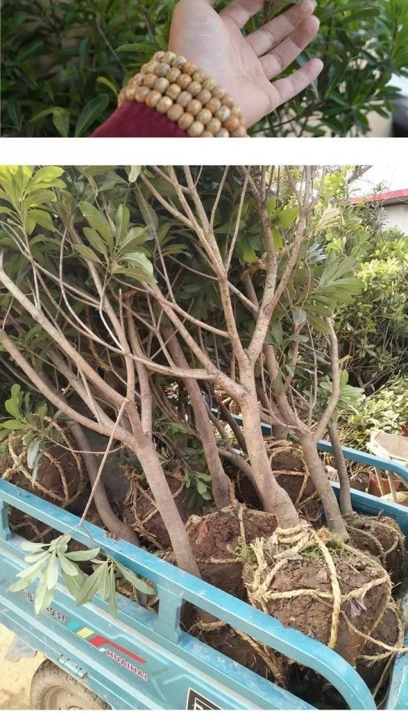 嫁接东魁杨梅树苗耐寒南方北方种植果树苗包成活当年结果杨梅