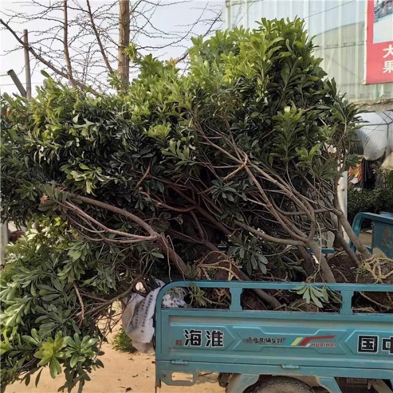 嫁接东魁杨梅树苗耐寒南方北方种植果树苗包成活当年结果杨梅