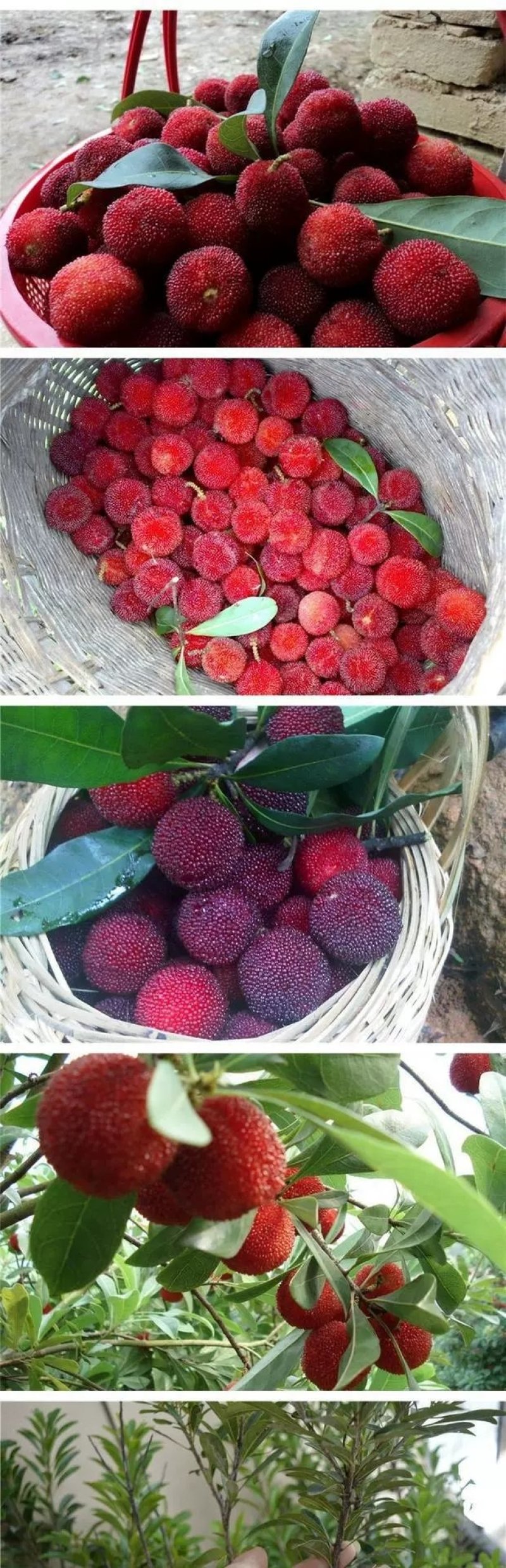 嫁接东魁杨梅树苗耐寒南方北方种植果树苗包成活当年结果杨梅