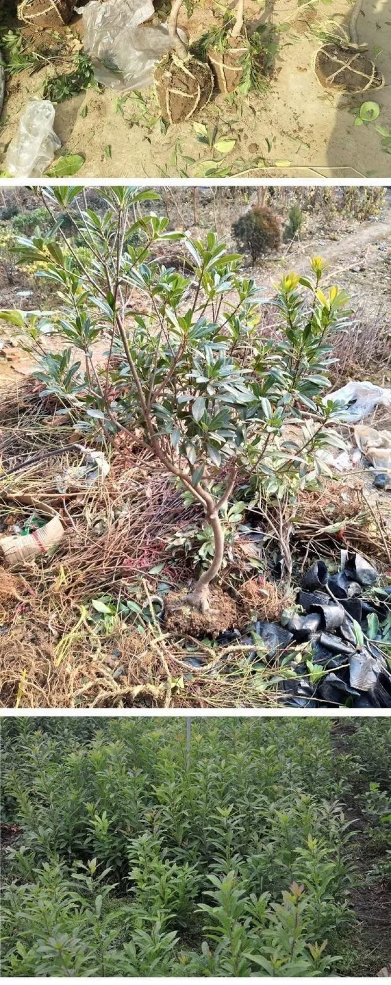 嫁接东魁杨梅树苗耐寒南方北方种植果树苗包成活当年结果杨梅